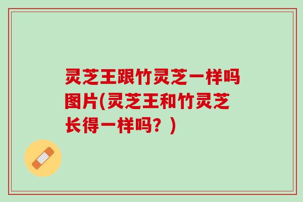 灵芝王跟竹灵芝一样吗图片(灵芝王和竹灵芝长得一样吗?) 灵芝王跟竹灵芝一样吗图片(灵芝王和竹灵芝长得一样吗?)