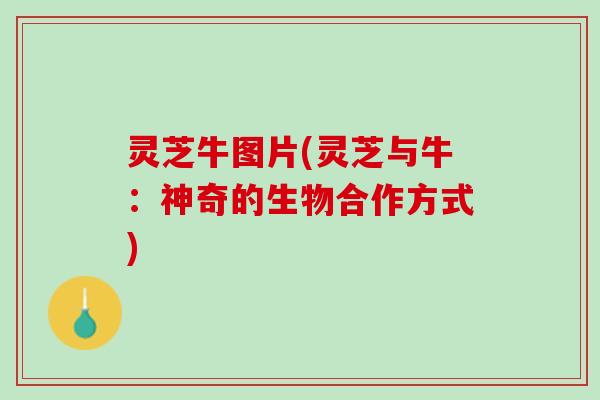 灵芝牛图片(灵芝与牛:神奇的生物合作方式) 灵芝牛图片(灵芝与牛:神奇的生物合作方式)