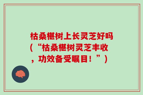 枯桑椹树上长灵芝好吗(“枯桑椹树灵芝丰收，功效备受瞩目！”)