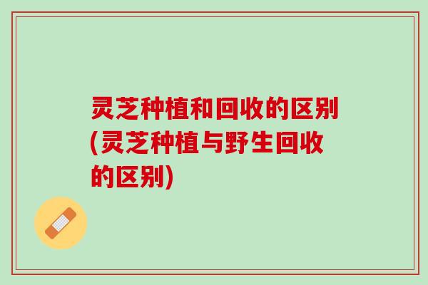 灵芝种植和回收的区别(灵芝种植与野生回收的区别)