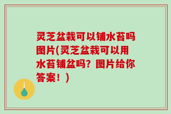 灵芝盆栽可以铺水苔吗图片(灵芝盆栽可以用水苔铺盆吗？图片给你答案！)
