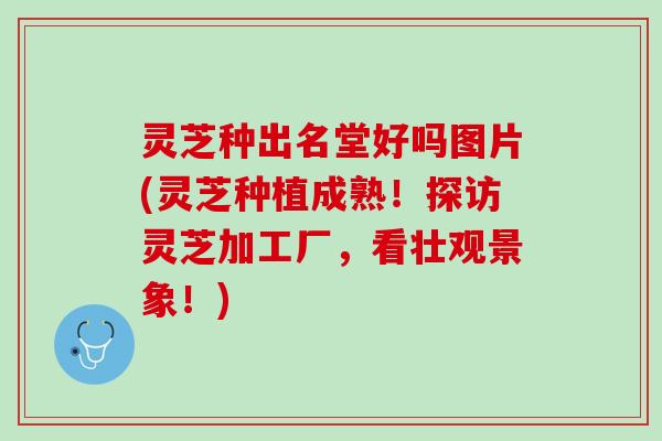 灵芝种出名堂好吗图片(灵芝种植成熟!探访灵芝加工厂,看壮观景象!) 灵芝种出名堂好吗图片(灵芝种植成熟!探访灵芝加工厂,看壮观景象!)