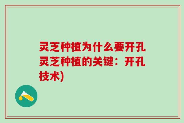 灵芝种植为什么要开孔灵芝种植的关键:开孔技术) 灵芝种植为什么要开孔灵芝种植的关键:开孔技术)
