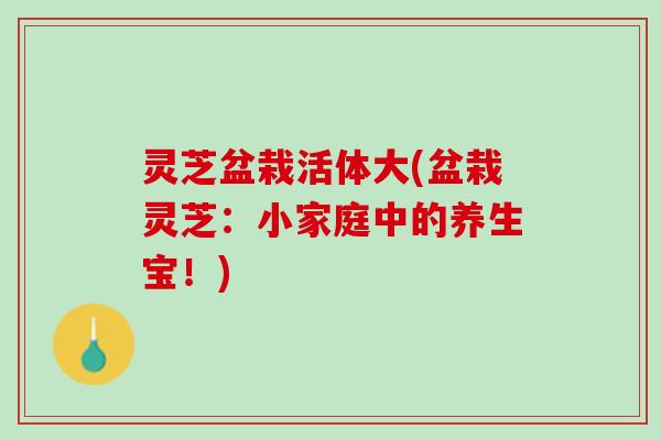 灵芝盆栽活体大(盆栽灵芝：小家庭中的养生宝！)