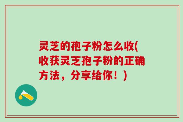灵芝的孢子粉怎么收(收获灵芝孢子粉的正确方法,分享给你!) 灵芝的孢子粉怎么收(收获灵芝孢子粉的正确方法,分享给你!)