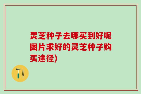 灵芝种子去哪买到好呢图片求好的灵芝种子购买途径)
