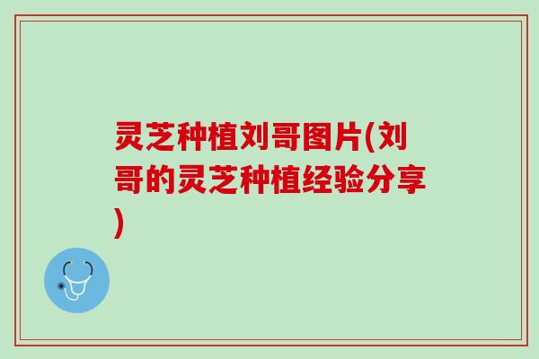 灵芝种植刘哥图片(刘哥的灵芝种植经验分享)