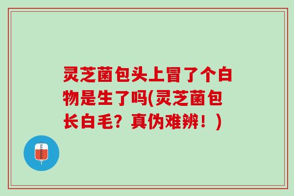 灵芝菌包头上冒了个白物是生了吗(灵芝菌包长白毛？真伪难辨！)