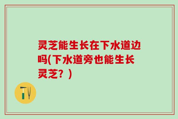 灵芝能生长在下水道边吗(下水道旁也能生长灵芝？)