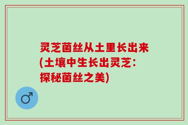 灵芝菌丝从土里长出来(土壤中生长出灵芝：探秘菌丝之美)