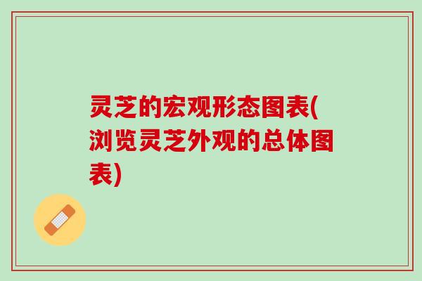 灵芝的宏观形态图表(浏览灵芝外观的总体图表)