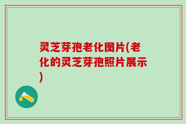 灵芝芽孢老化图片(老化的灵芝芽孢照片展示)