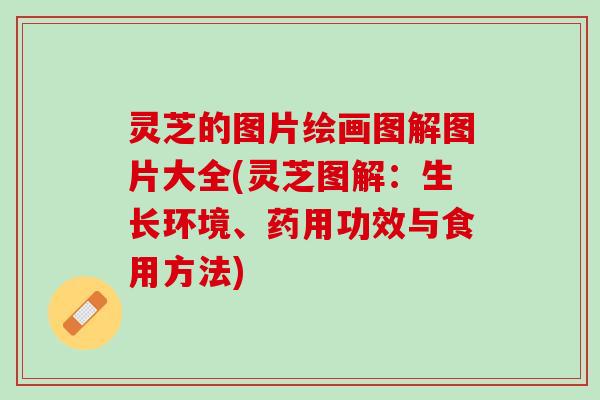 灵芝的图片绘画图解图片大全(灵芝图解:生长环境、药用功效与食用方法) 灵芝的图片绘画图解图片大全(灵芝图解:生长环境、药用功效与食用方法)