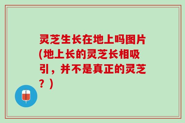 灵芝生长在地上吗图片(地上长的灵芝长相吸引，并不是真正的灵芝？)