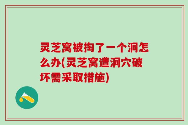 灵芝窝被掏了一个洞怎么办(灵芝窝遭洞穴破坏需采取措施)