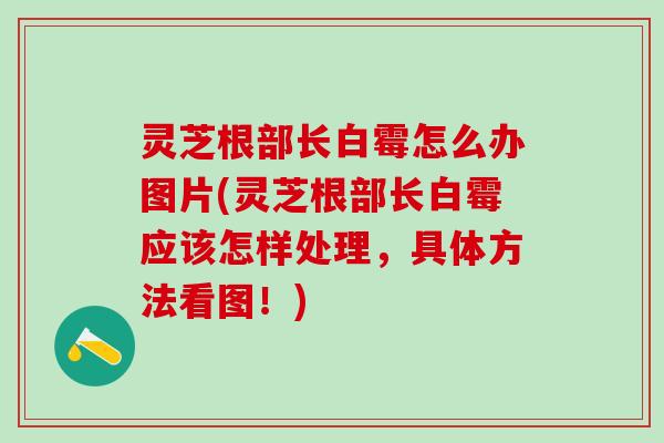 灵芝根部长白霉怎么办图片(灵芝根部长白霉应该怎样处理,具体方法看图!) 灵芝根部长白霉怎么办图片(灵芝根部长白霉应该怎样处理,具体方法看图!)