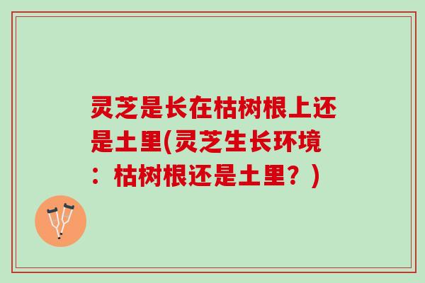 灵芝是长在枯树根上还是土里(灵芝生长环境：枯树根还是土里？)