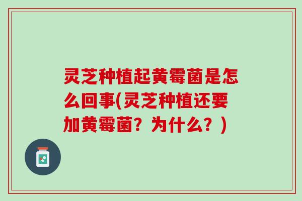 灵芝种植起黄霉菌是怎么回事(灵芝种植还要加黄霉菌？为什么？)
