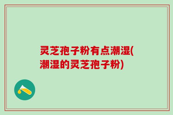 灵芝孢子粉有点潮湿(潮湿的灵芝孢子粉) 灵芝孢子粉有点潮湿(潮湿的灵芝孢子粉)