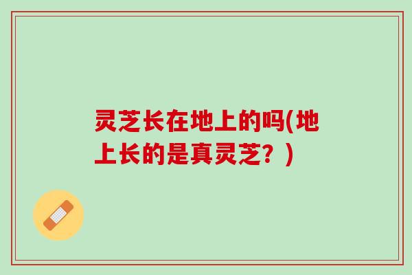 灵芝长在地上的吗(地上长的是真灵芝？)