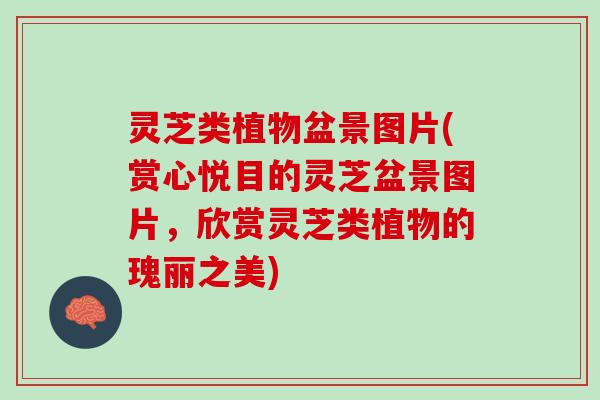 灵芝类植物盆景图片(赏心悦目的灵芝盆景图片，欣赏灵芝类植物的瑰丽之美)