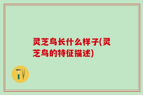 灵芝鸟长什么样子(灵芝鸟的特征描述) 灵芝鸟长什么样子(灵芝鸟的特征描述)
