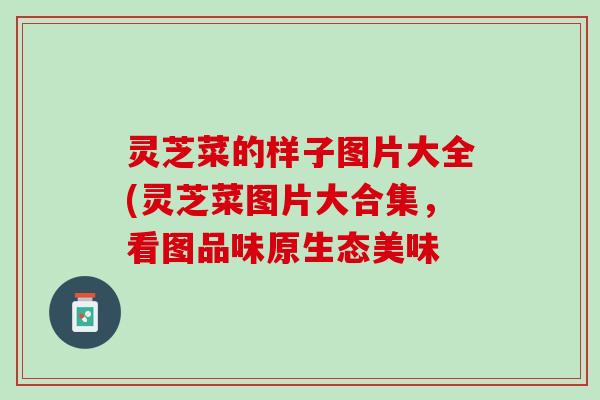 灵芝菜的样子图片大全(灵芝菜图片大合集，看图品味原生态美味