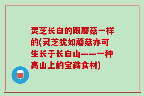 灵芝长白的跟蘑菇一样的(灵芝犹如蘑菇亦可生长于长白山——一种高山上的宝藏食材)