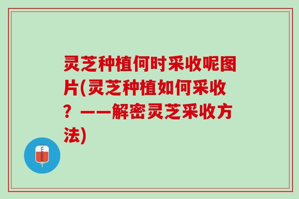 灵芝种植何时采收呢图片(灵芝种植如何采收？——解密灵芝采收方法)