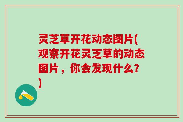 灵芝草开花动态图片(观察开花灵芝草的动态图片，你会发现什么？)