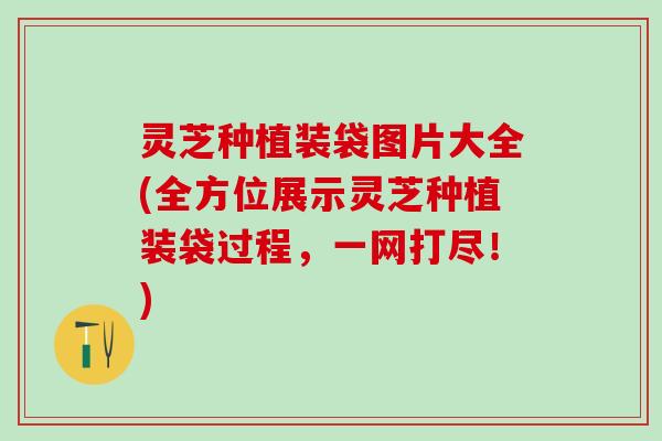 灵芝种植装袋图片大全(全方位展示灵芝种植装袋过程，一网打尽！)