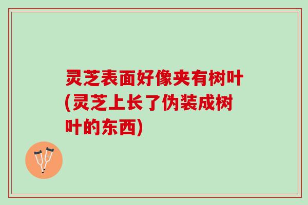 灵芝表面好像夹有树叶(灵芝上长了伪装成树叶的东西)