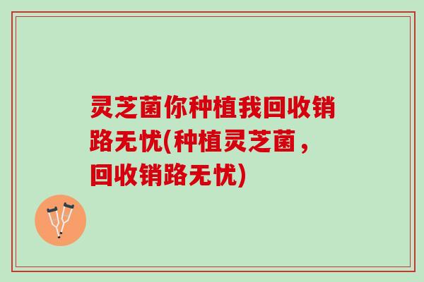 灵芝菌你种植我回收销路无忧(种植灵芝菌，回收销路无忧)