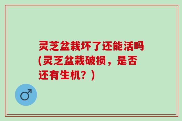 灵芝盆栽坏了还能活吗(灵芝盆栽破损，是否还有生机？)