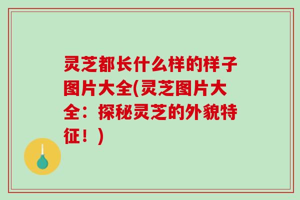 灵芝都长什么样的样子图片大全(灵芝图片大全：探秘灵芝的外貌特征！)