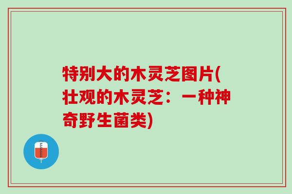 特别大的木灵芝图片(壮观的木灵芝：一种神奇野生菌类)
