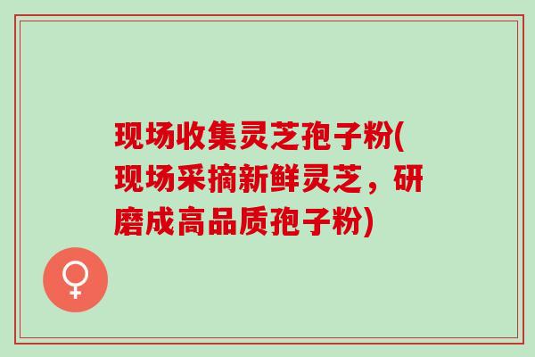 现场收集灵芝孢子粉(现场采摘新鲜灵芝,研磨成高品质孢子粉) 现场收集灵芝孢子粉(现场采摘新鲜灵芝,研磨成高品质孢子粉)