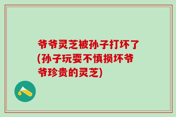 爷爷灵芝被孙子打坏了(孙子玩耍不慎损坏爷爷珍贵的灵芝)
