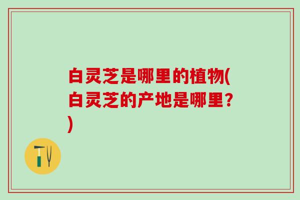 白灵芝是哪里的植物(白灵芝的产地是哪里?) 白灵芝是哪里的植物(白灵芝的产地是哪里?)