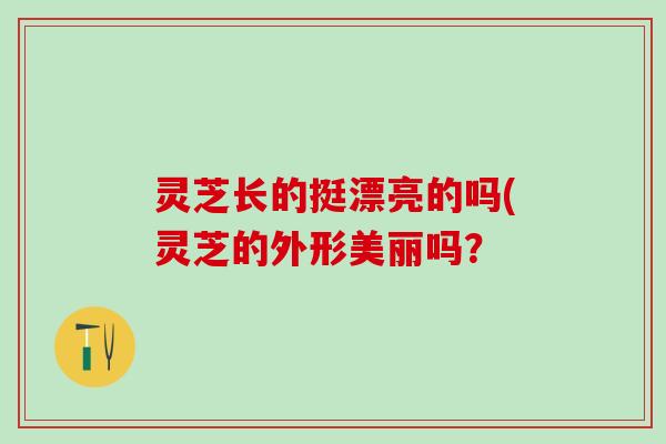 灵芝长的挺漂亮的吗(灵芝的外形美丽吗？