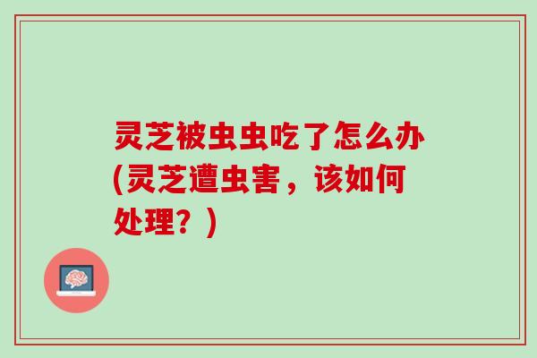 灵芝被虫虫吃了怎么办(灵芝遭虫害，该如何处理？)