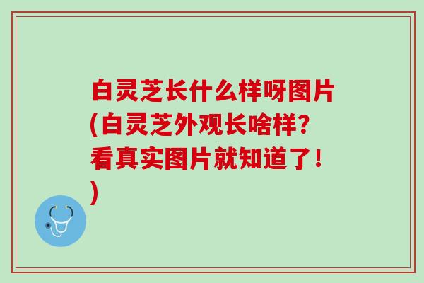 白灵芝长什么样呀图片(白灵芝外观长啥样？看真实图片就知道了！)