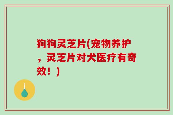 狗狗灵芝片(宠物养护，灵芝片对犬医疗有奇效！)