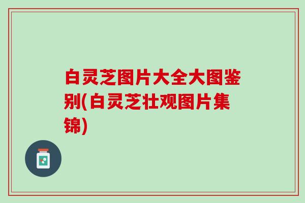 白灵芝图片大全大图鉴别(白灵芝壮观图片集锦)