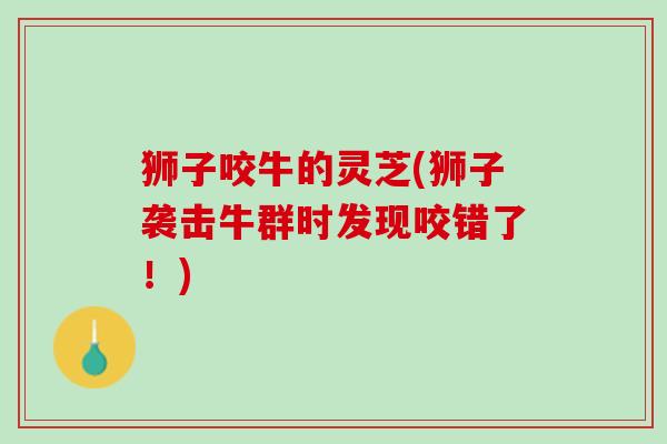 狮子咬牛的灵芝(狮子袭击牛群时发现咬错了！)