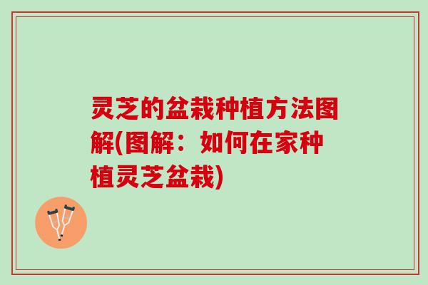 灵芝的盆栽种植方法图解(图解：如何在家种植灵芝盆栽)
