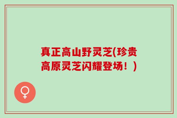 真正高山野灵芝(珍贵高原灵芝闪耀登场!) 真正高山野灵芝(珍贵高原灵芝闪耀登场!)