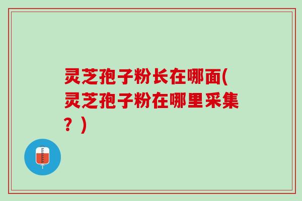 灵芝孢子粉长在哪面(灵芝孢子粉在哪里采集?) 灵芝孢子粉长在哪面(灵芝孢子粉在哪里采集?)