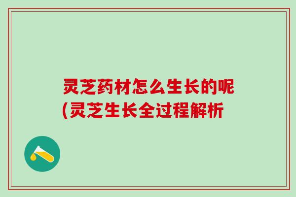 灵芝药材怎么生长的呢(灵芝生长全过程解析 灵芝药材怎么生长的呢(灵芝生长全过程解析