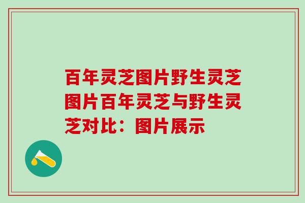 百年灵芝图片野生灵芝图片百年灵芝与野生灵芝对比：图片展示